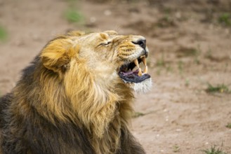 Asiatic lion (Panthera leo persica) male, portrait, captive, Germany