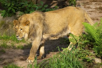 Asiatic lion (Panthera leo persica) male youngster (one year old)walking around on the ground,