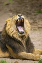 Asiatic lion (Panthera leo persica) yawing, male, portrait, captive, Germany