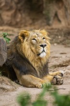 Asiatic lion (Panthera leo persica) male lying on the ground, captive, Germany