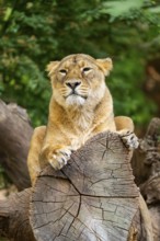 Asiatic lion (Panthera leo persica) female lying on a tree trunk, captive, Germany