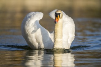 Mute swan (Cygnus olor) swimming on a lake, Bavaria, Germany
