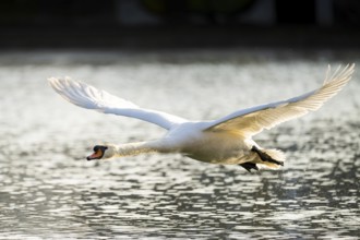 Mute swan (Cygnus olor) starting from the water, flying over a lake, Bavaria, Germany