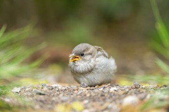House sparrow (Passer domesticus) youngster sitting on the ground, Bavaria, Germany