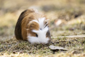 Domestic guinea pig (Cavia porcellus) on a meadow, Bavaria, Germany
