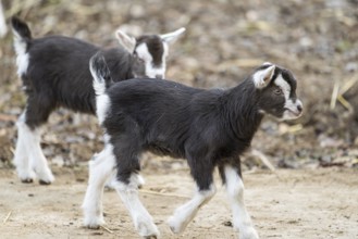 Domestic goat (Capra hircus) youngster on a farm outdoors, Bavaria, Germany