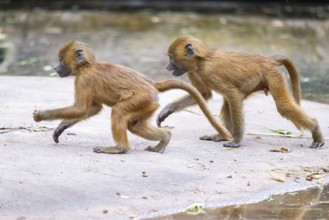 Guinea baboons (Papio papio) youngsters on the ground on the edge of a little lake, monkeys,