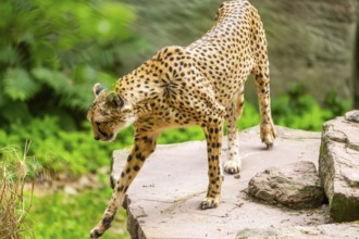Cheetah (Acinonyx jubatus) walking around on the ground, Germany