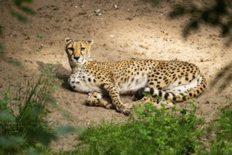 Cheetah (Acinonyx jubatus) lying ion the ground, Germany