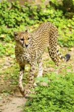 Cheetah (Acinonyx jubatus) walking around on the ground, Germany