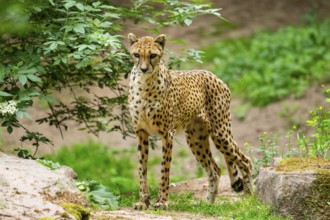 Cheetah (Acinonyx jubatus) standing on the ground, Germany