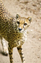Cheetah (Acinonyx jubatus), portrait, Germany