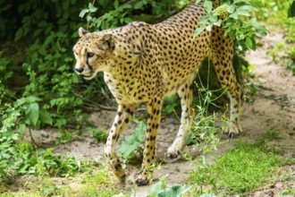 Cheetah (Acinonyx jubatus) walking around on the ground, Germany