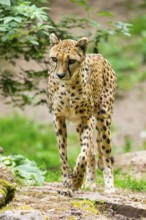 Cheetah (Acinonyx jubatus) walking around on the ground, Germany