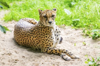 Cheetah (Acinonyx jubatus) lying ion the ground, Germany