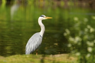 Grey heron (Ardea cinerea) standing on the grass at the shore of a lake, wildlife, Bavaria, Germany