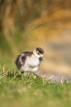 Egyptian goose (Alopochen aegyptiaca) cute chick on a meadow at the shore of a lake, Bavaria,