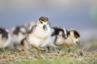 Egyptian goose (Alopochen aegyptiaca) cute chicks on a meadow at the shore of a lake, Bavaria,
