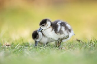 Egyptian goose (Alopochen aegyptiaca) cute chicks on a meadow at the shore of a lake, Bavaria,