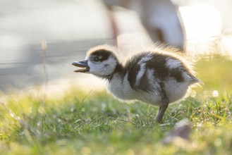 Egyptian goose (Alopochen aegyptiaca) cute chick on a meadow at the shore of a lake, Bavaria,
