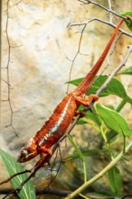 Red Panther chameleon (Furcifer pardalis) in a bush, captive, Bavaria, Germany