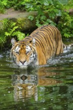 Siberian tiger (Panthera tigris tigris) walking in a lake, captive, Germany