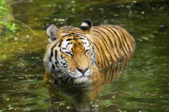 Siberian tiger (Panthera tigris tigris) swimming in a lake, captive, Germany