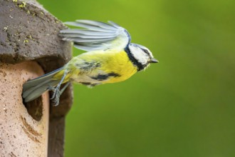 Eurasian blue tit (Cyanistes caeruleus) flying away from a bird house, Bavaria, Germany