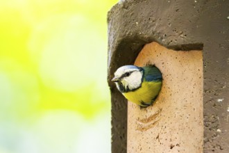 Eurasian blue tit (Cyanistes caeruleus) coming out of a bird house, Bavaria, Germany