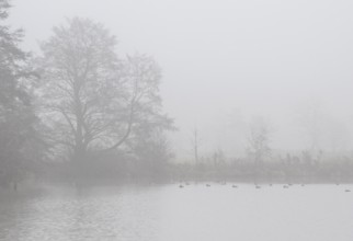Pond landscape with black alder (Alnus glutinosa) in the fog, Emsland, Lower Saxony, Germany