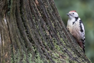 Middle Spotted Woodpecker (Leiopicus medius), Emsland, Lower Saxony, Germany