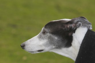 Greyhound (Canis lupus familaris), male dog 10 years, portrait sideways, in the countryside, North