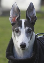 Greyhound (Canis lupus familaris), male dog 10 years, portrait, in the countryside, North