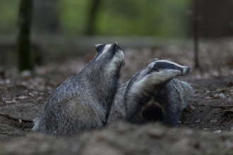 A pair of badgers (Meles meles) grooming each other at the roof castle, fun, joie de vivre,