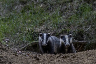 Badger siblings (Meles meles) at the age of about 6 months in front of the burrow, animal children,