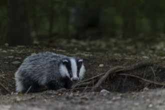A badger (Meles meles) born last year explores the surroundings of the Dachsburg, animal children,
