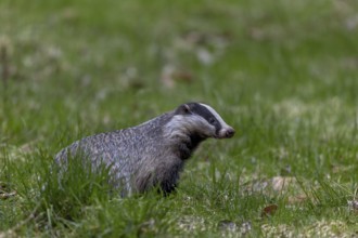 The badger (Meles meles) has just left its den under a dilapidated house and goes in search of