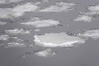Elbe in winter with ice floes, Dresden, Saxony, Germany