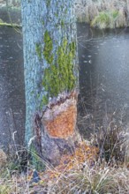 Tree bit by beaver near Spechthausen, Brandenburg, Germany