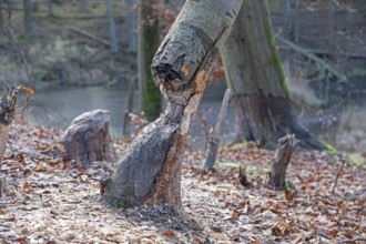 Tree bit by beaver near Spechthausen, Brandenburg, Germany