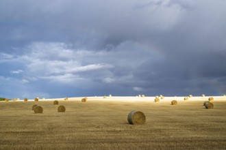 Straw bales on the Scottish fields, Southeast Scotland, UK