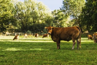 Bulls and Cows on Scottish Borders Farms, Scotland, UK