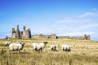 Sheeps around Ruins of Dunstanburgh Castle, Northumberland Coast, England, UK