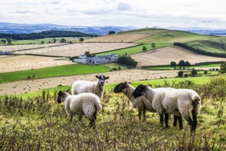 Sheeps, Scotish fields and farms, Southeast Scotland, UK