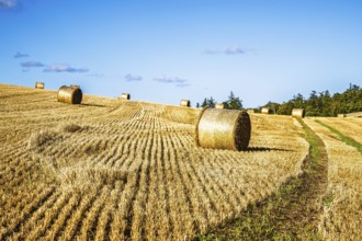 Straw bales in the Scottish fields, Southeast Scotland, UK