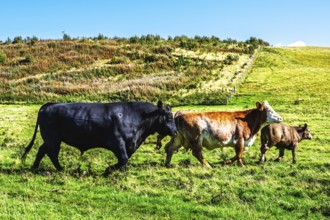Bulls and Cows on Scottish Borders Farms, Scotland, UK