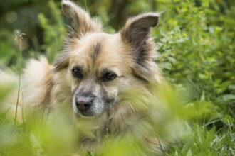 Dog, mixed breed lying in grass, portrait