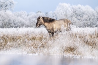 Horse in the foreground on a frosty pasture in diffuse light, Konik, Konik horse, Konik pony (Equus
