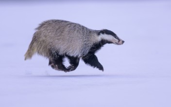 European badger (Meles meles), running in a snowy landscape, Swabian Alb biosphere reserve,