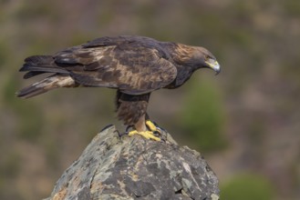 Golden eagle (Aquila chrysaetos), female on a lichen-covered rock, Extremadura, Spain